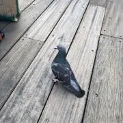 Attoの画像