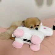 おいぬの画像