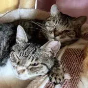 毛玉の画像