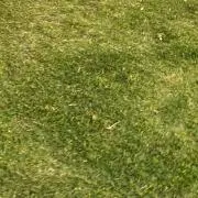onosu