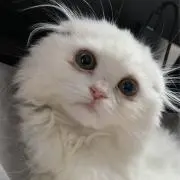 SOの画像