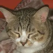 姫猫xoxo