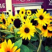 yellow_smile‎_.・の画像