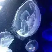 Coma⭐︎（プロフ必読）の画像