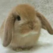 Ｍikiの画像