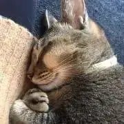Sayakanの画像