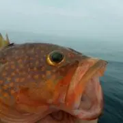 海遊びの画像