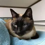 なみぞーの画像