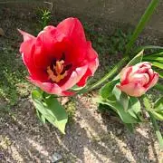 恵比寿の画像