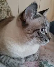 さくらの画像