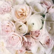 Lily*の画像
