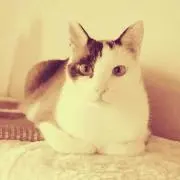 ちーにゃん