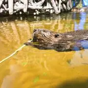 skの画像
