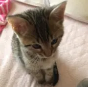 ゆぅゆⒼプロフ確認お願いしますⒼの画像
