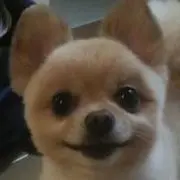 ポメ❤️プロフ必読の画像