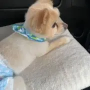 ささこの画像