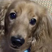 まかろん