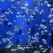 なすびの画像