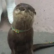 みゆきの画像