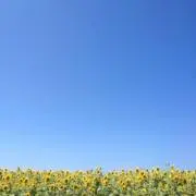 夢が君をみている