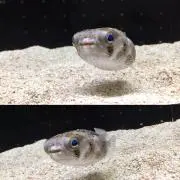サーモン