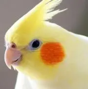 オカメイン子