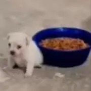 Akiraaの画像