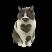 nolesの画像