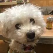 ササクワ