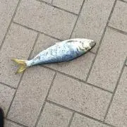 ブレス