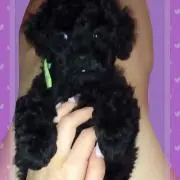 YYU