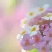 ららの画像