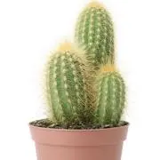 さぼてんの画像