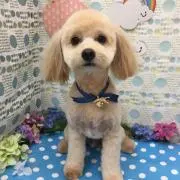 Sammyの画像
