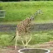 まごちゃんの画像