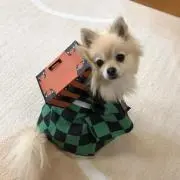 ちゃもやの画像