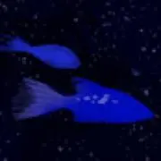 ちぇこの画像