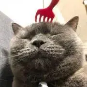 ごまちゃん
