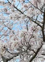 カーリーの画像