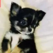 ゆめの画像