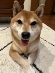平ゆ