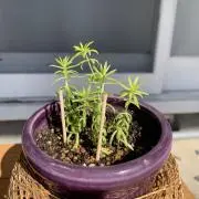 ゆりあの画像