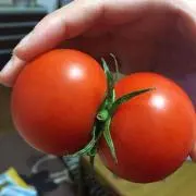 ユリシスの画像