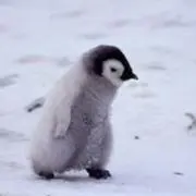 いさの画像