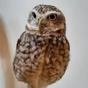まめまつの画像