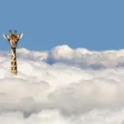 フィオの画像