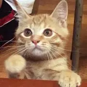 ハル