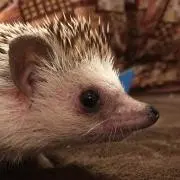 めがねいと