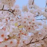 Mamiの画像