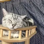 まゆの画像